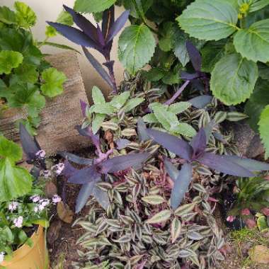 Tradescantia zebrina  syn. Tradescantia tricolor, Tradescantia zebrina pendula, Tradescantia pendula