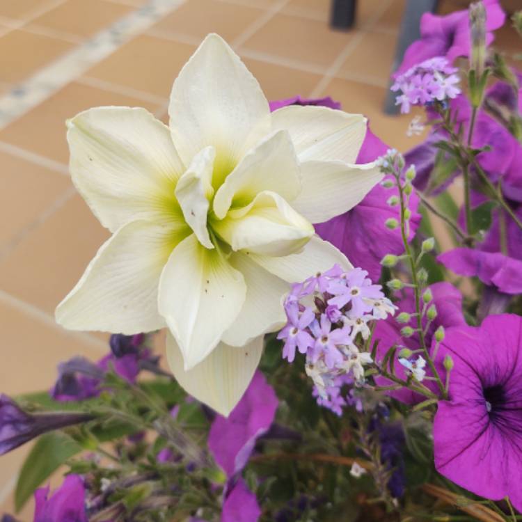 Plant image Hippeastrum (Sonatini Group) 'White Rascal'