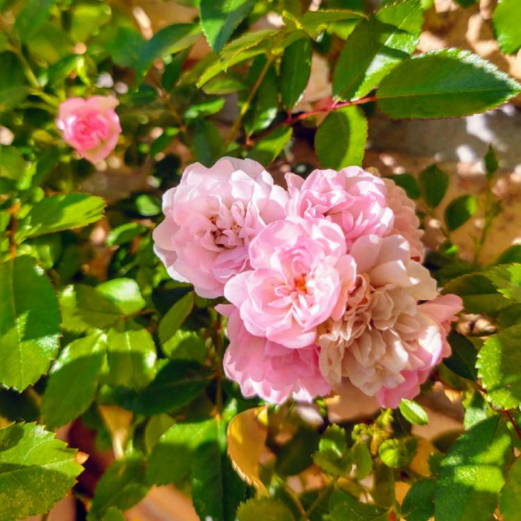 Plant image Rosa 'The Fairy' syn. Rosa 'Fairy Rose', Rosa 'Perle Rose'