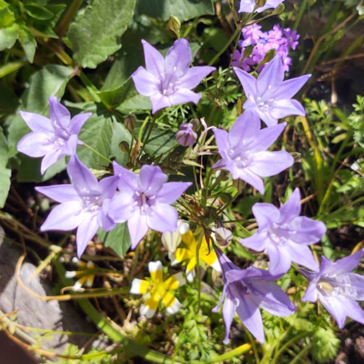 Plant image Triteleia 'Queen Fabiola' syn. Brodiaea 'Queen Fabiola'