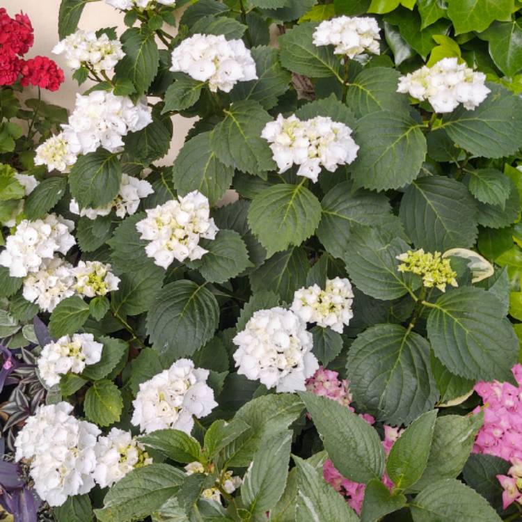 Plant image Hydrangea macrophylla 'Soeur Therese'