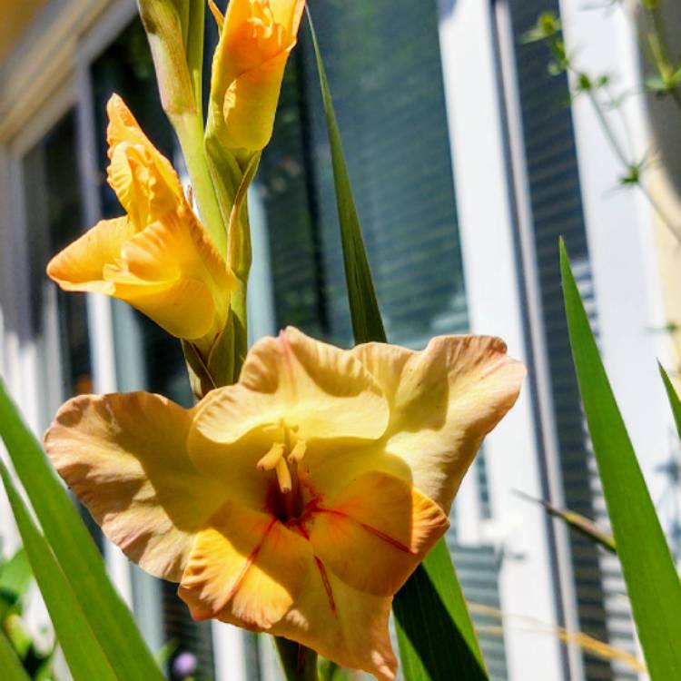 Plant image Gladiolus 'Halley'