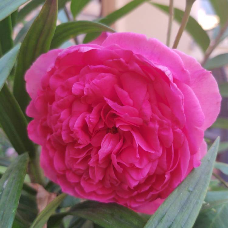 Plant image Rosa 'Tom Tom'