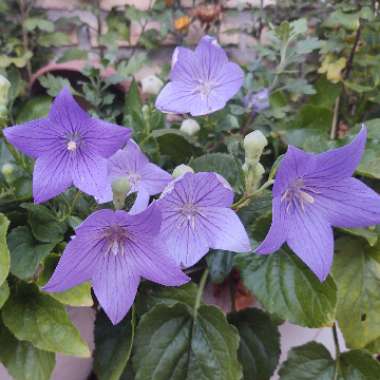 Platycodon grandiflorus  syn. Campanula grandiflora