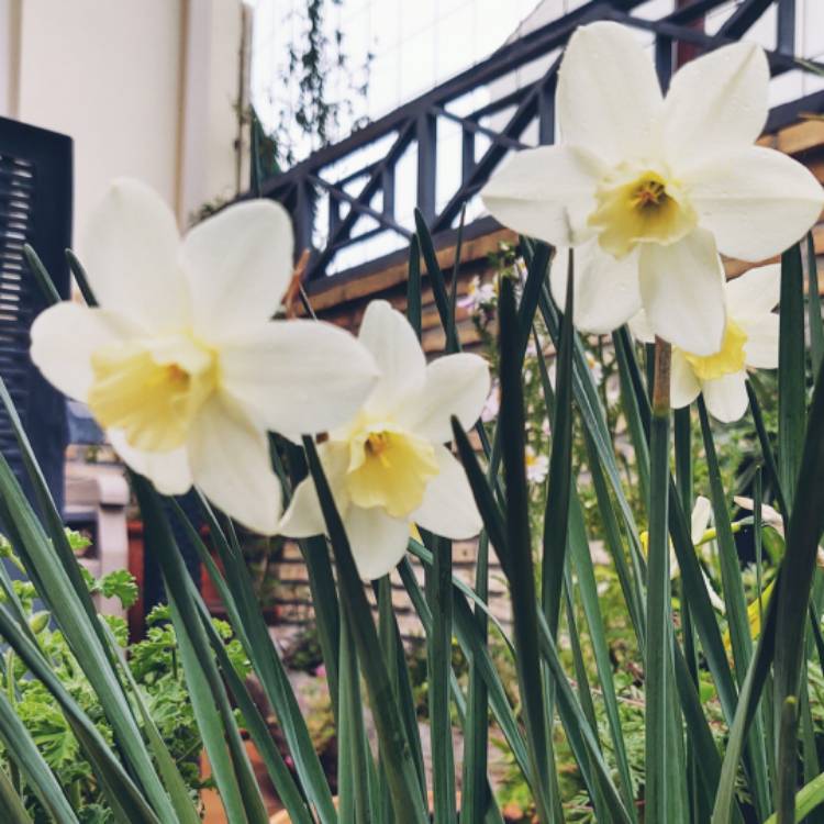 Plant image Narcissus 'Pueblo'