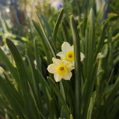 Narcissus 'Minnow'