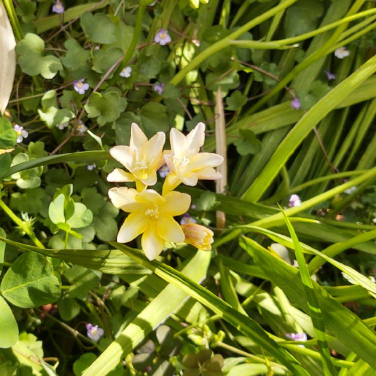 Plant image Freesia leichtlinii subsp. alba syn. Freesia alba