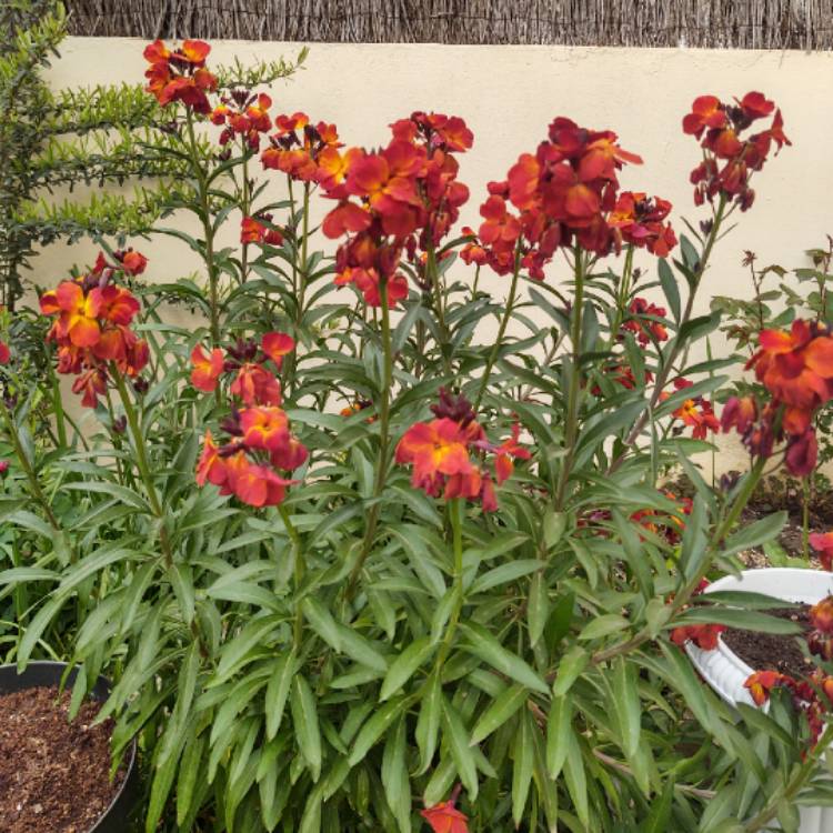 Plant image Erysimum cheiri 'Tom Thumb Mix'