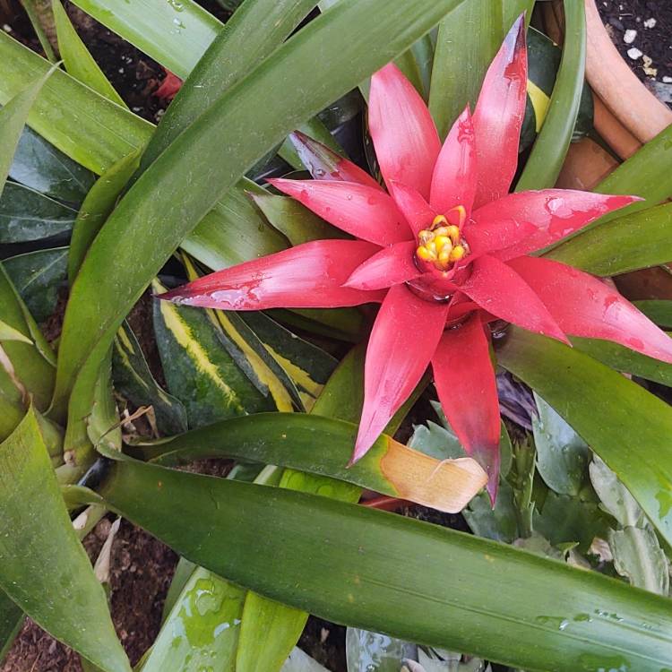 Plant image Guzmania lingulata