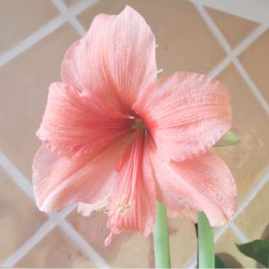 Hippeastrum (Galaxy Group) 'Apple Blossom'