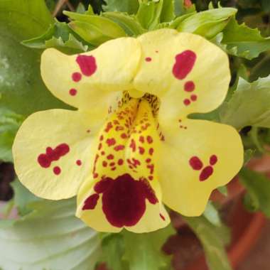 Mimulus luteus