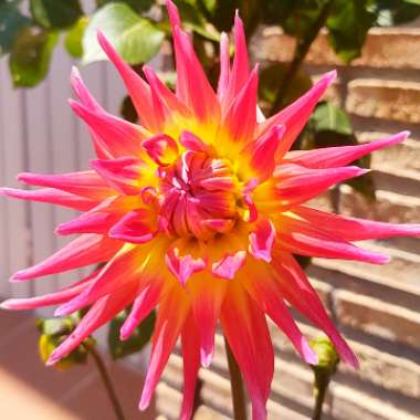 Dahlia 'Electric Flash'