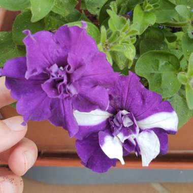 Petunia 'Pas90991' (Double Madness Series) syn. Petunia 'Double Madness Lavender'