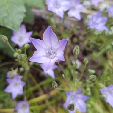 Triteleia 'Queen Fabiola' syn. Brodiaea 'Queen Fabiola'