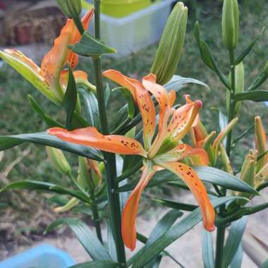 Lilium (Asiatic)