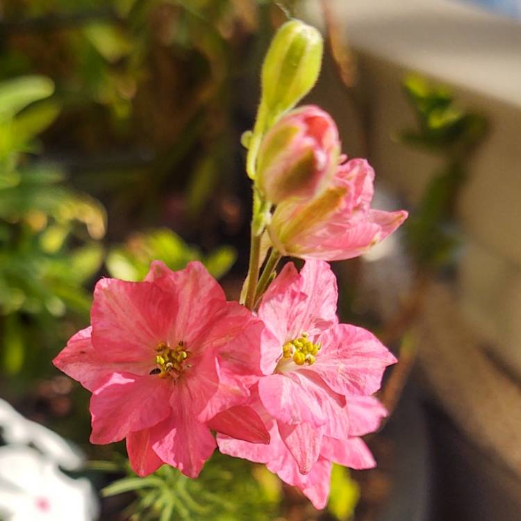 Plant image Delphinium Ajacis