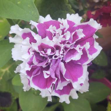 Petunia 'Purple Pirouette'