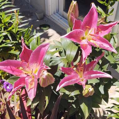 Lilium (Oriental)