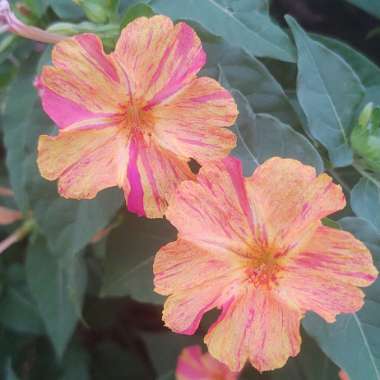 Mirabilis jalapa 'Kaleidoscope'