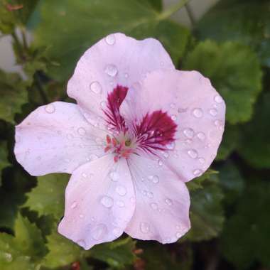 Pelargonium x domesticum