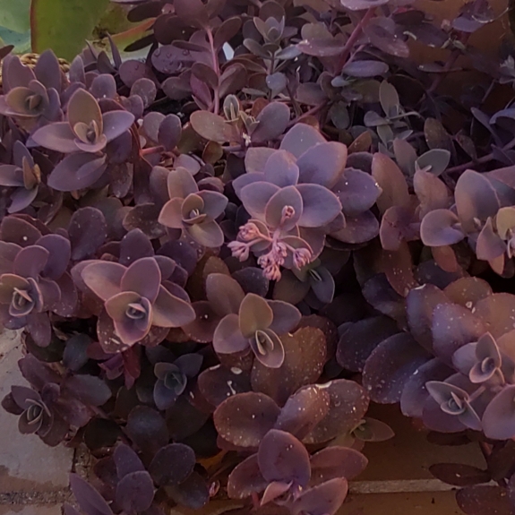 Plant image Sedum 'Sunsparkler Dazzleberry'