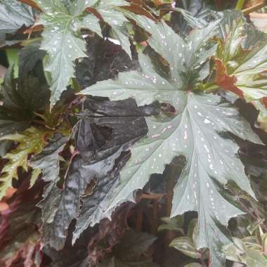 Begonia 'Medora'