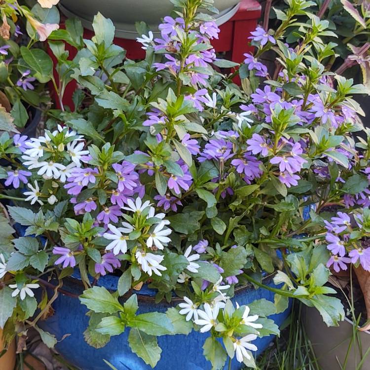 Plant image Scaevola aemula