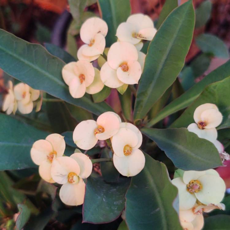 Plant image Euphorbia milii 'Lutea'