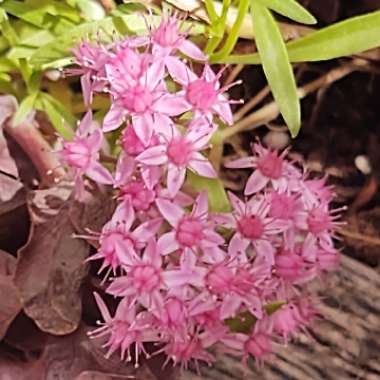 Sedum 'Sunsparkler Dazzleberry'