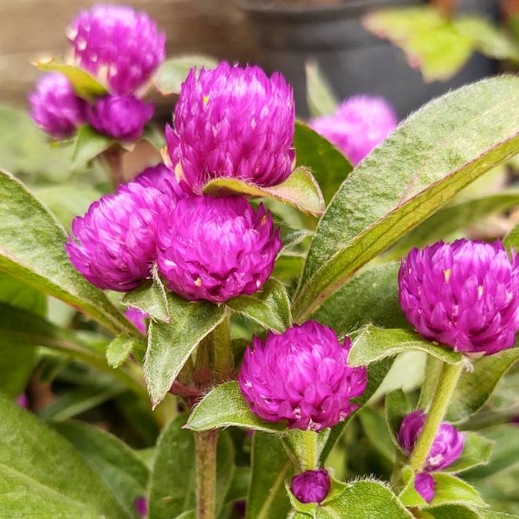 Plant image Gomphrena globosa