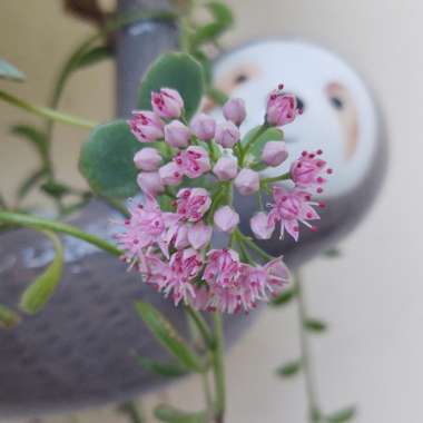 Sedum ‘October Daphne'