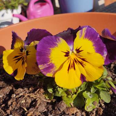 Viola x wittrockiana 'Historic Florist Pansies Mixed'