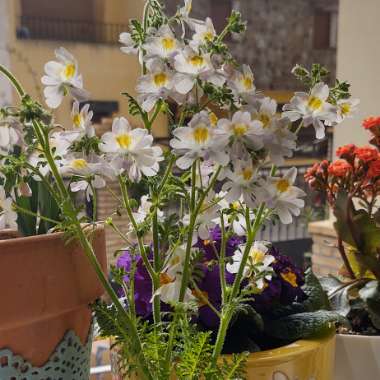 Schizanthus pinnatus