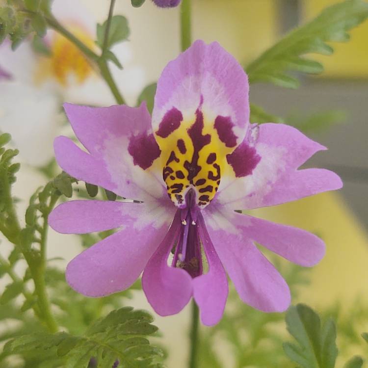 Plant image Schizanthus pinnatus 'Dwarf Mix'