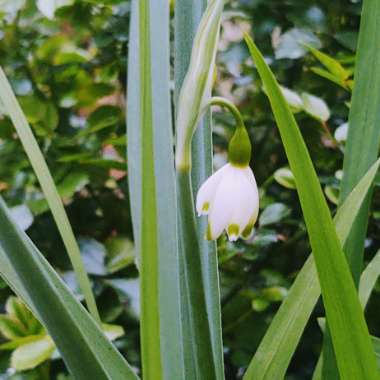 Leucojum aestivum