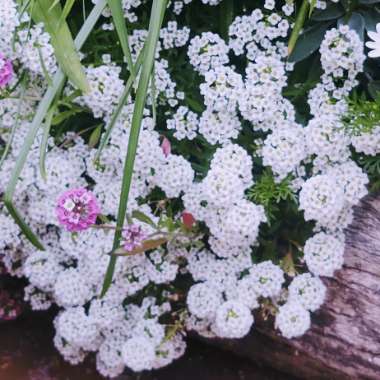 Lobularia maritima  syn. Alyssum maritimum