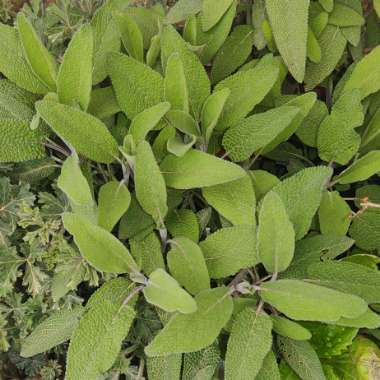 Salvia officinalis