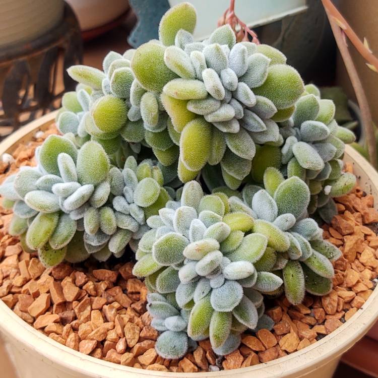 Plant image Echeveria Leuchotrica Cristata