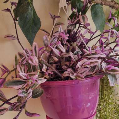 Tradescantia albiflora 'Nanouk'