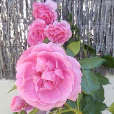 Rosa 'Tom Tom'