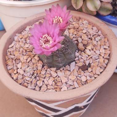 Gymnocalycium baldianum