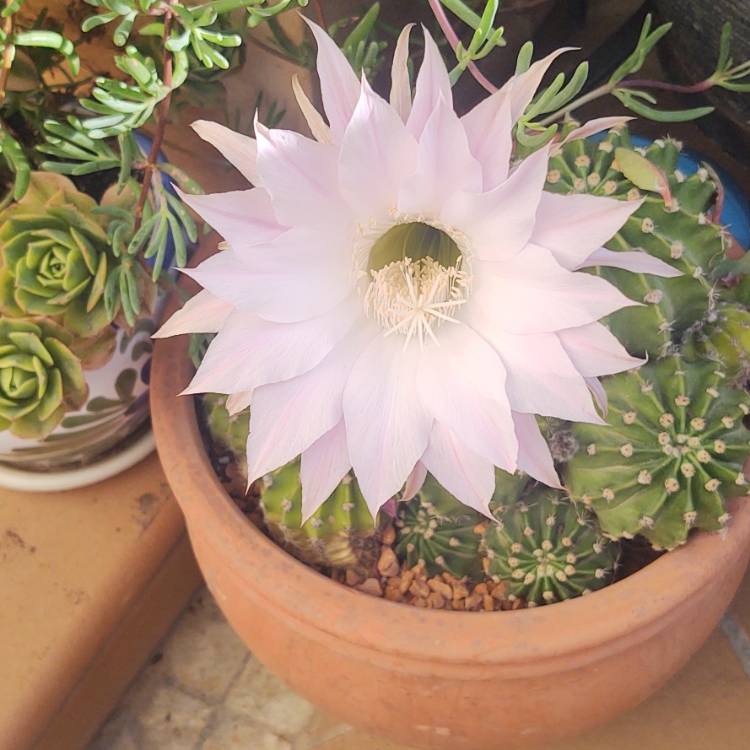 Plant image Echinopsis oxygona syn. Echinopsis eyriesii, Echinopsis multiplex, Echinopsis tubiflora