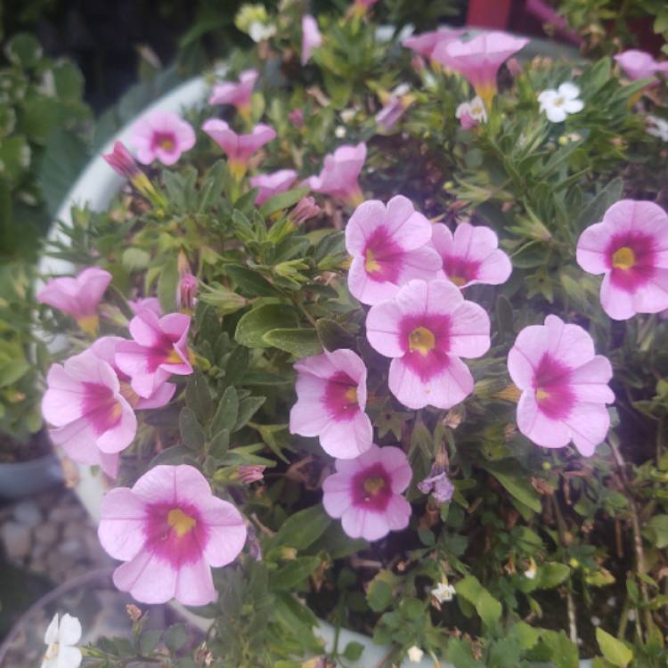 Plant image Calibrachoa