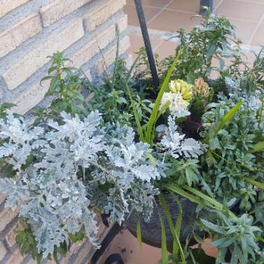 Silver ragwort