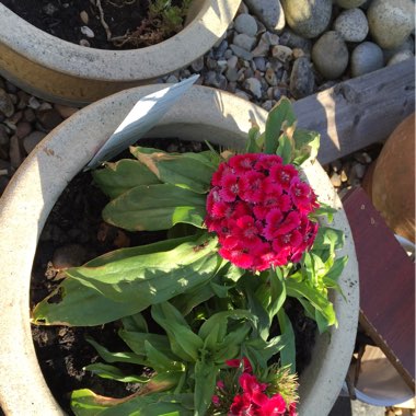 Sweet William 'Sweet™ Black Cherry' ('Sweet™' Series)