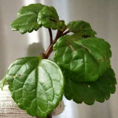 Plectranthus verticillatus