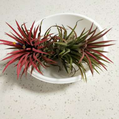 Tillandsia ionantha 'Fuego'