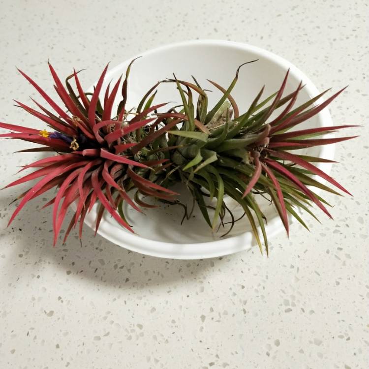 Plant image Tillandsia ionantha 'Fuego'