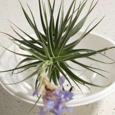 Tillandsia bergeri