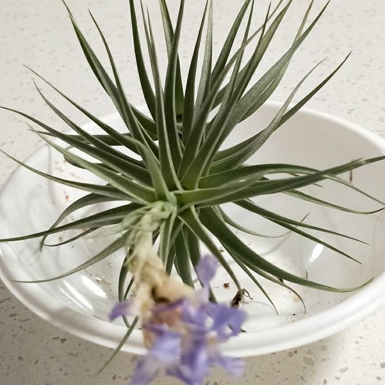 Plant image Tillandsia bergeri